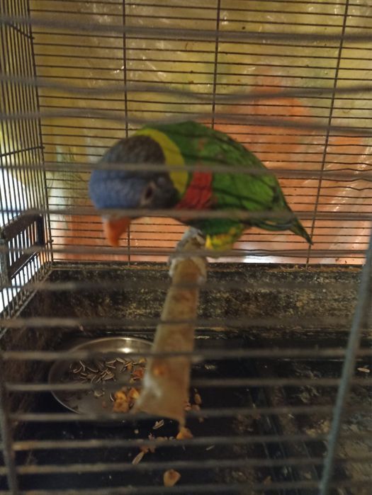 Papagal Lori Curcubeu femela