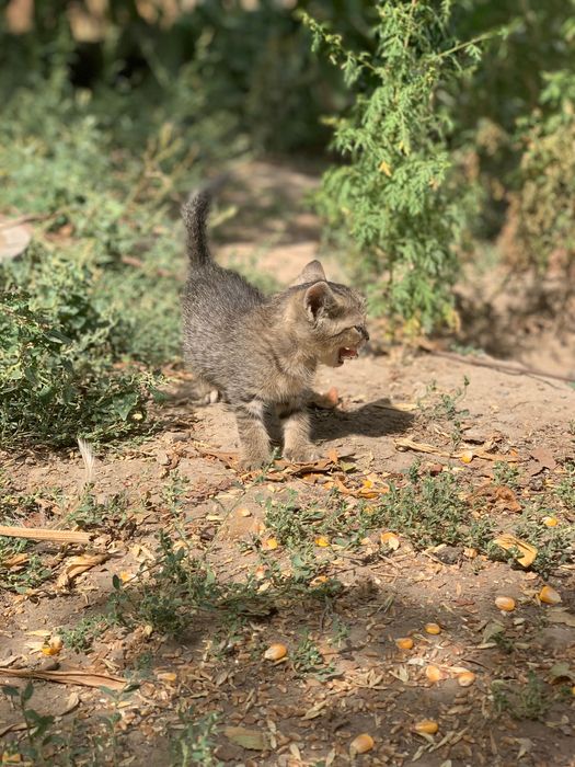 Отдам котенка в добрые руки за символическую сумму в 20 000 сум