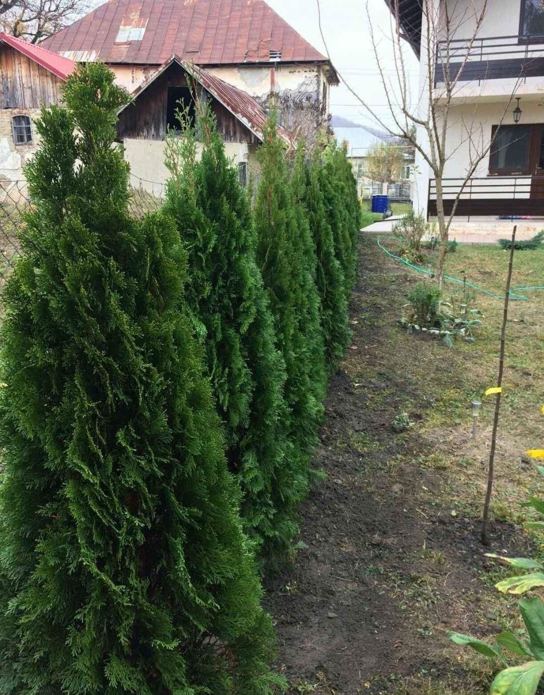 Plante ornamentale și rulou de gazon, Livrare rapida oriunde în Țară