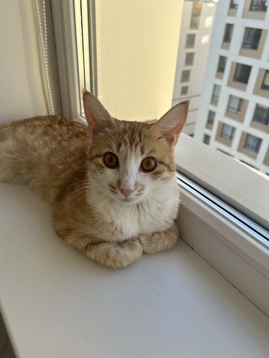 Кошка котенок кошка