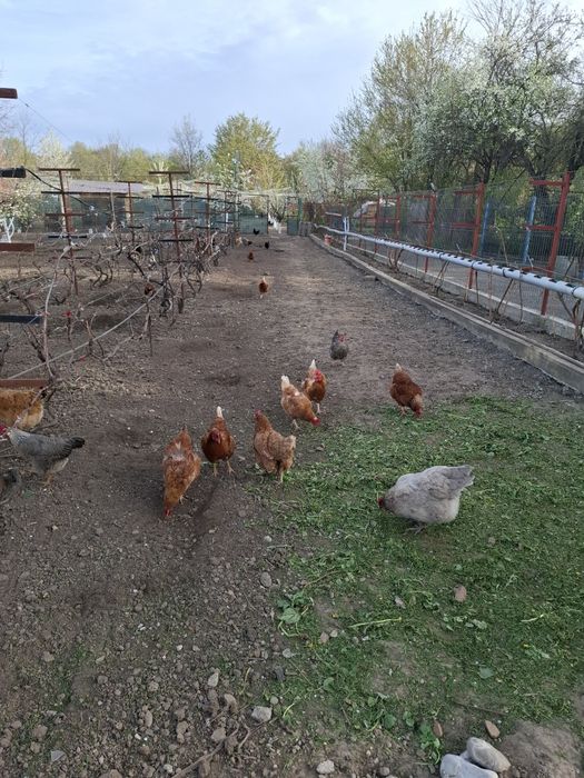 Vand gaini outoare si de carne!