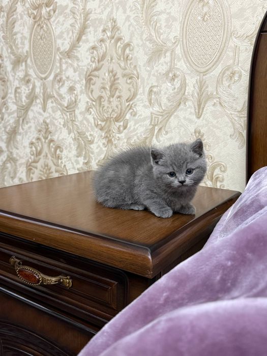 Девочка скоттиш страйт почти 2месяца продается. Мама страйт папа фолд