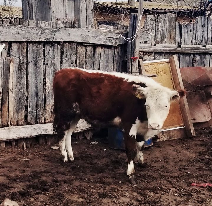 Продаю подсос 3 бычок , 1 тёлочку
