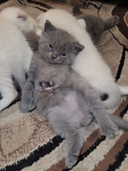 Шотландские котята