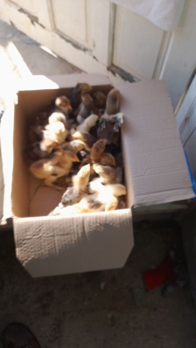 Vind pui brama portelan