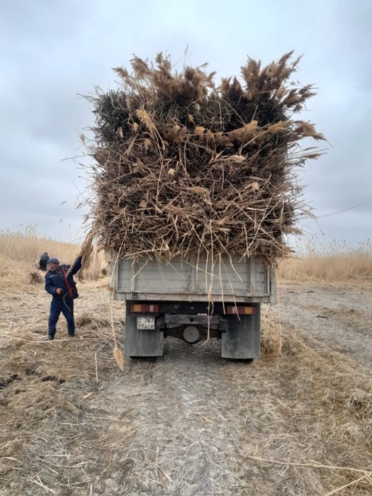 Үйлердің, времянка төбесінен салынатын қамыс сатылады