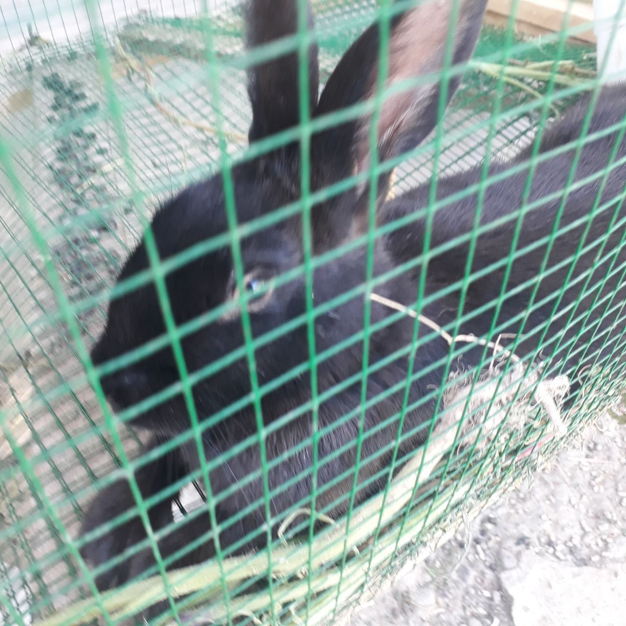 Quyon sotiladi 3 ta