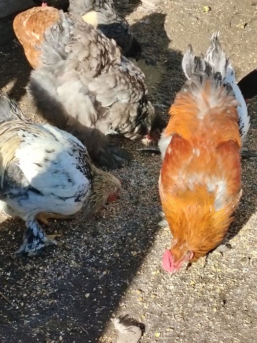 Vând cocosi sau schimb