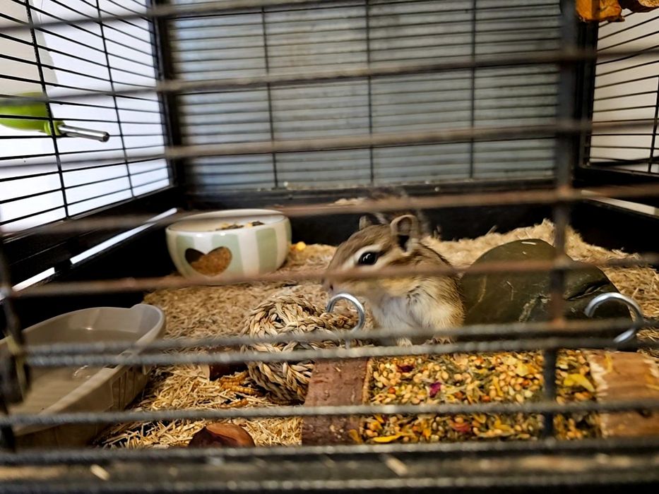 Veverita siberiana mascul