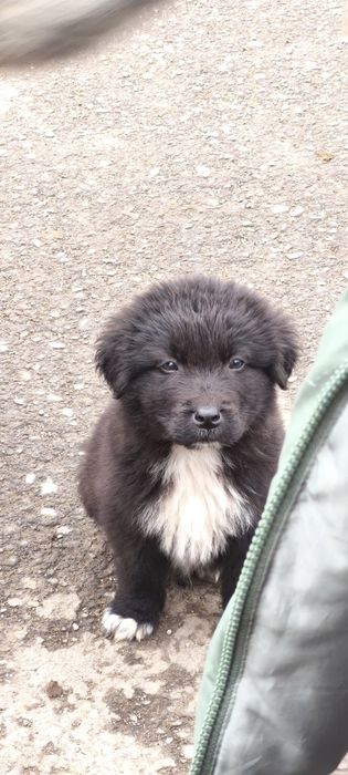 Cățeluși de donat