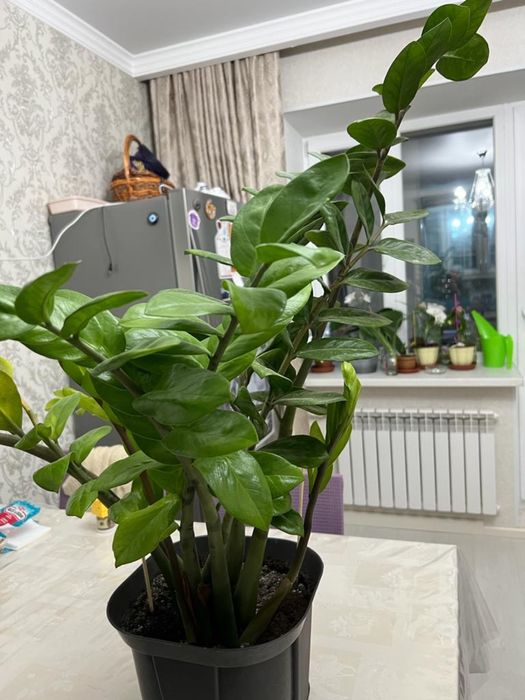 Большое долларовое дерево замиокулькас продам,150 см.  Домашние цветы