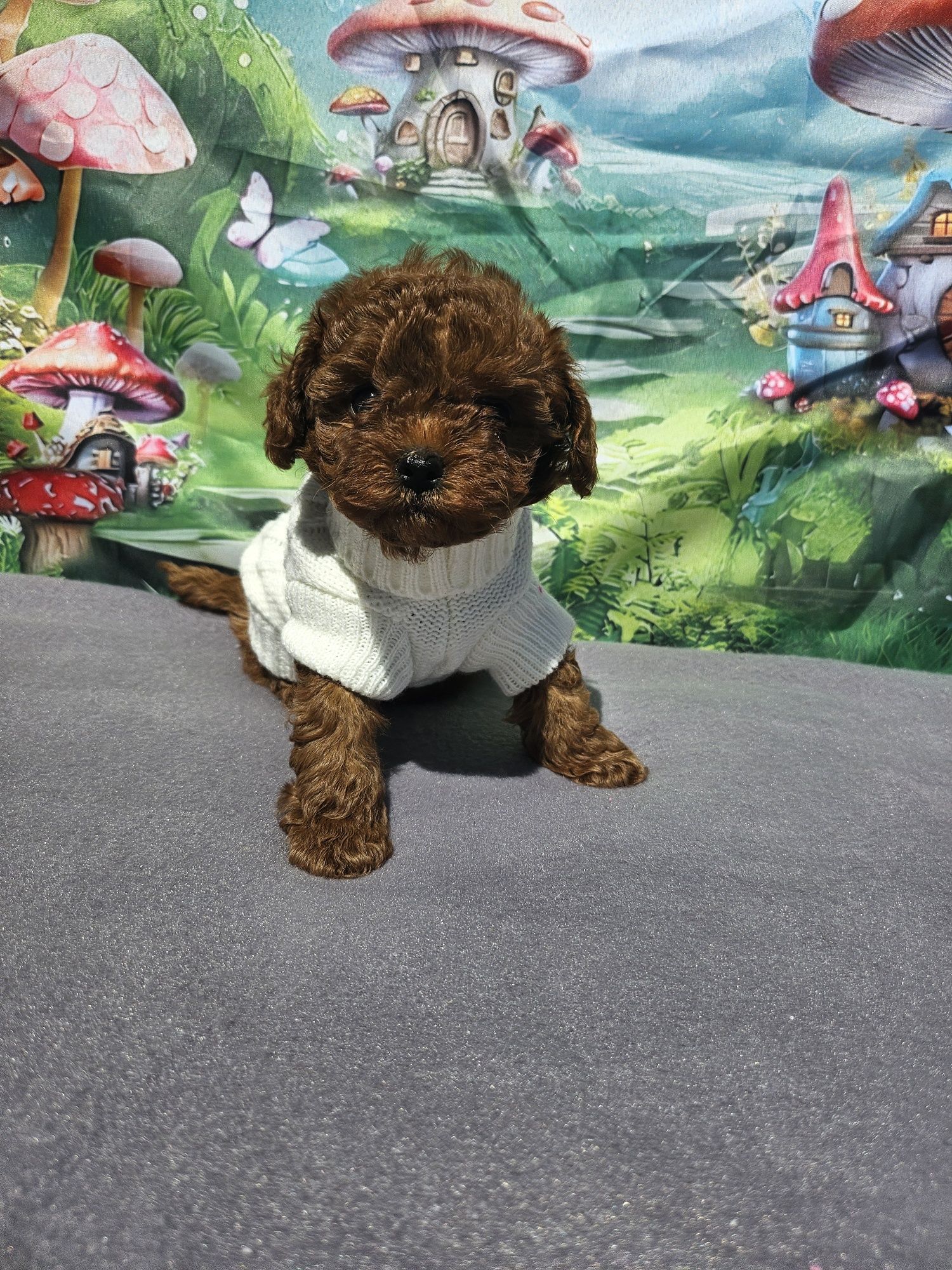 Резервирано!пудел момиче/Toy poodle/ с документ за произход