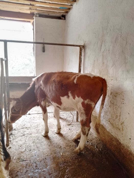 Икта тонача сотилади зоти тоза