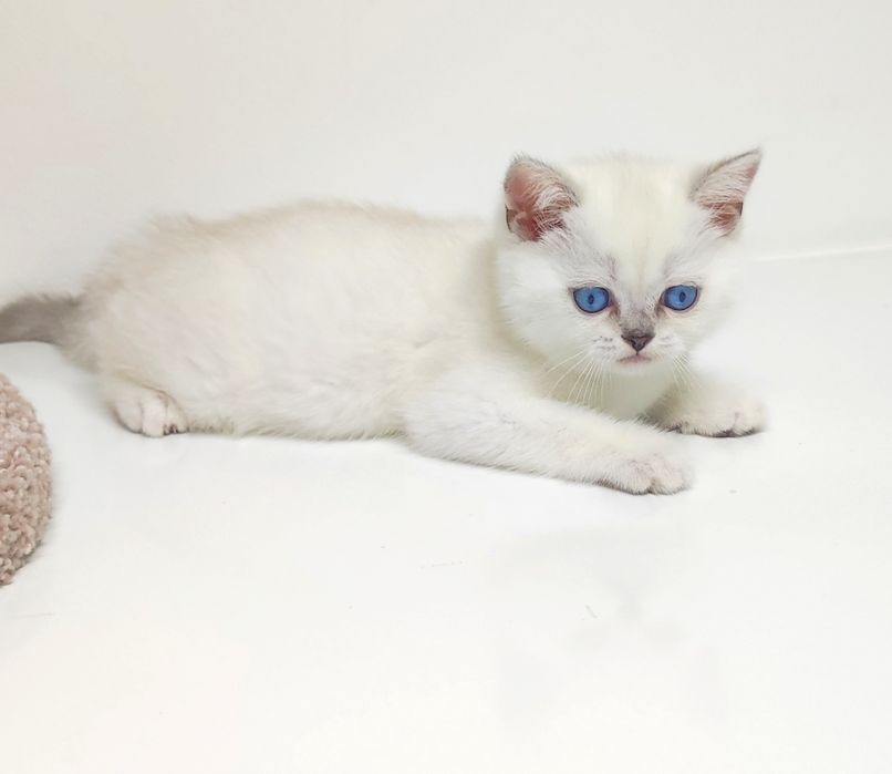 Британские котята серебро шиншиллы