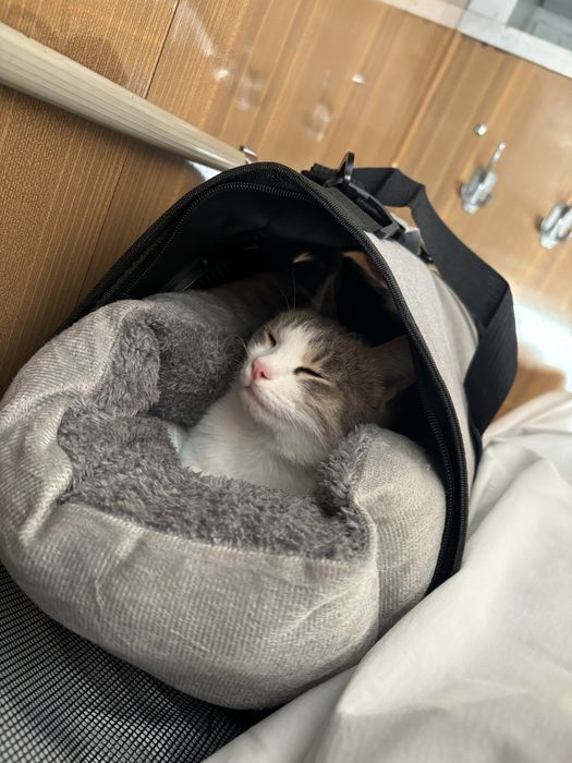 Милая кошка ищет дом!