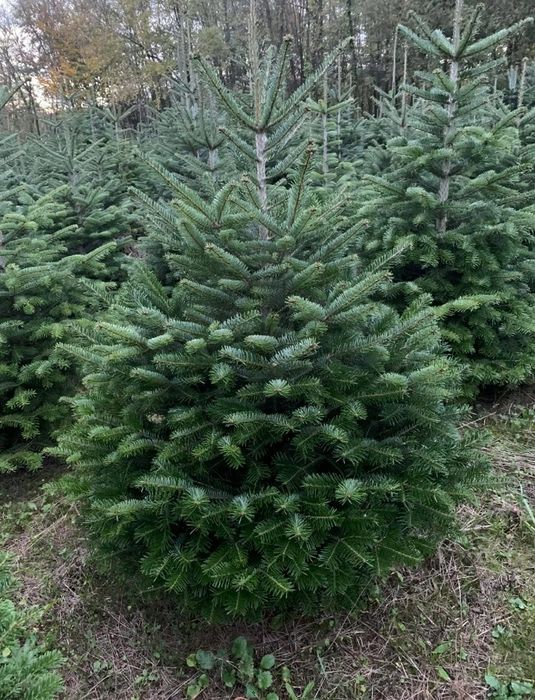Brazi in ghiveci cu radacină pentru plantat