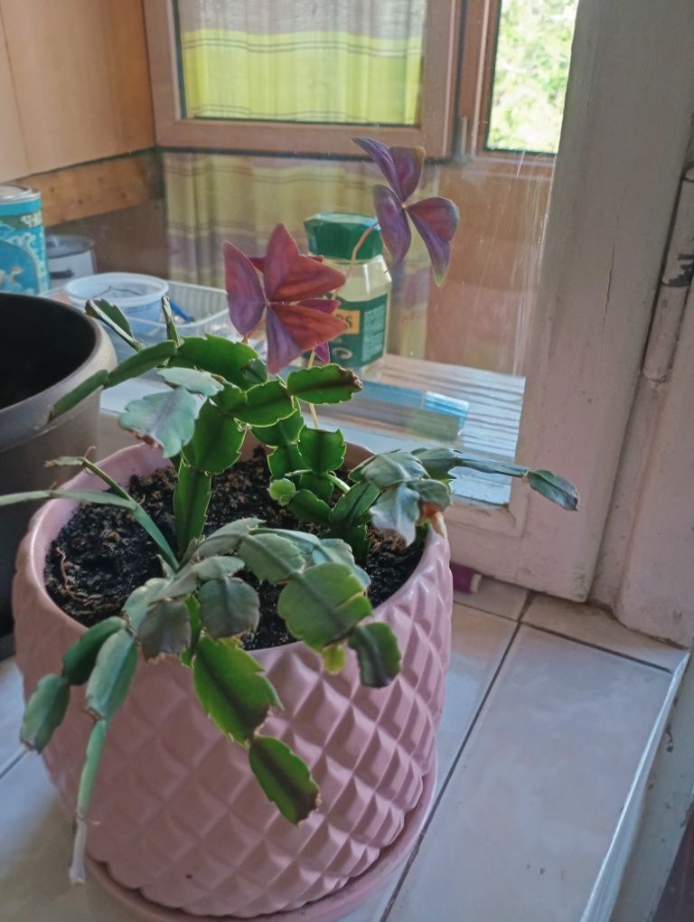 Продам растения и цветы