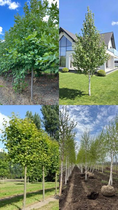 Vand copaci ornamentali platan englezesc-tei mirositor-mesteacan