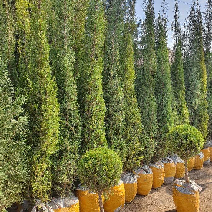 Мажвеник Стрижка арча archa оптом нархда