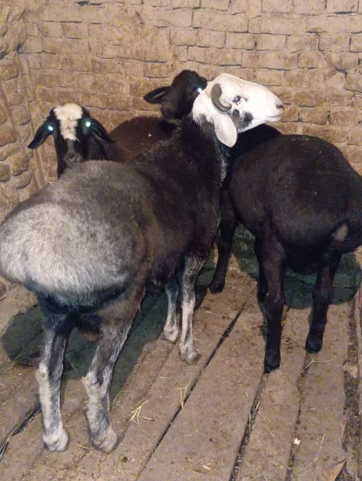 Sotiladi 3 ta qochqor