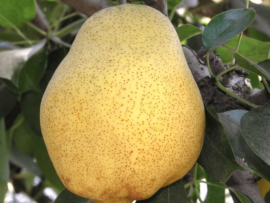 Pomi fructiferi si vita de vie