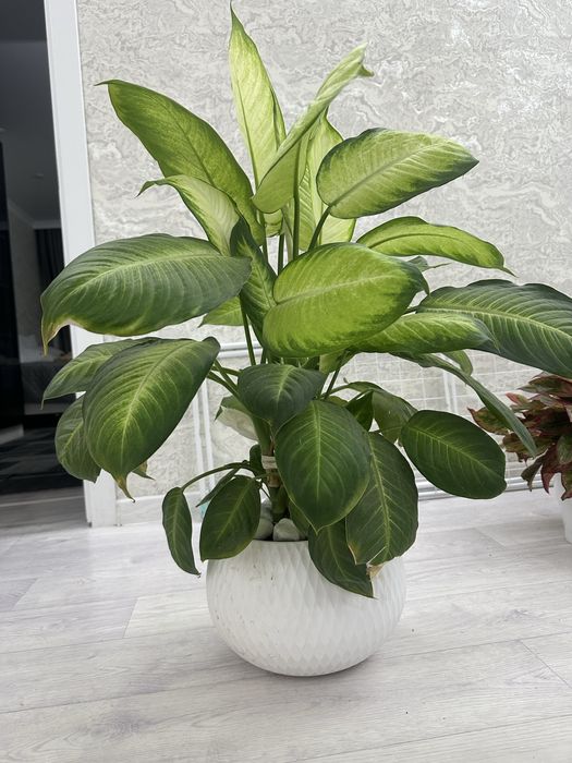 Диффенбахия Растение