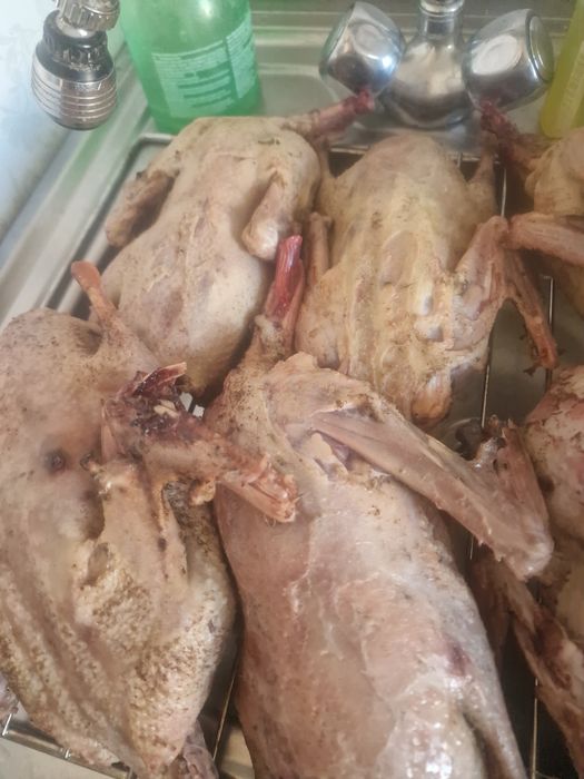 Продам тушки диких уток