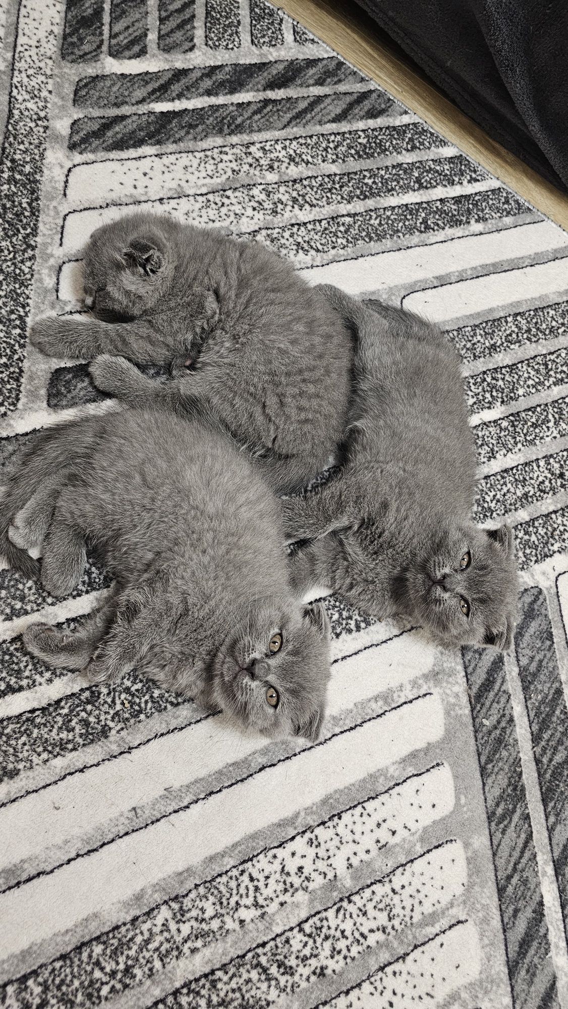 Британски и шотландски котета