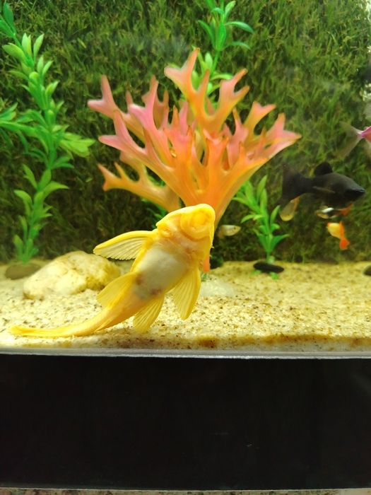 Парчовый сом альбинос