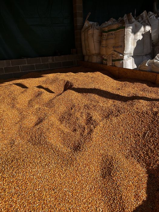 Porumb si grau de vanzare bacau