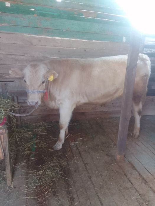 бык бұқа аулиекол