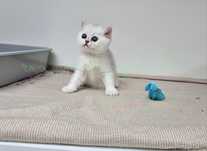 British shorthair cu pedigree