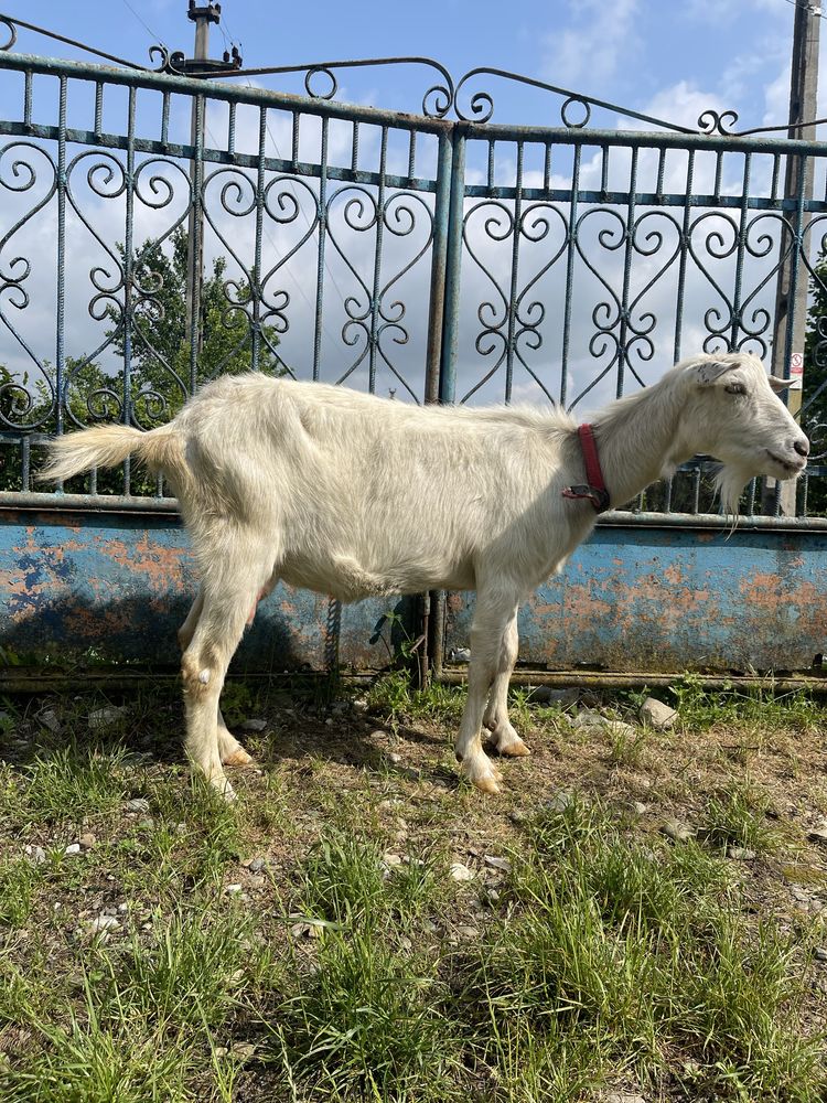 Vand capre de rasa bune de lapte