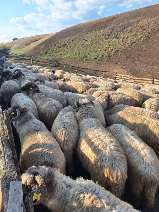Vând oi foarte bune si îngrijite