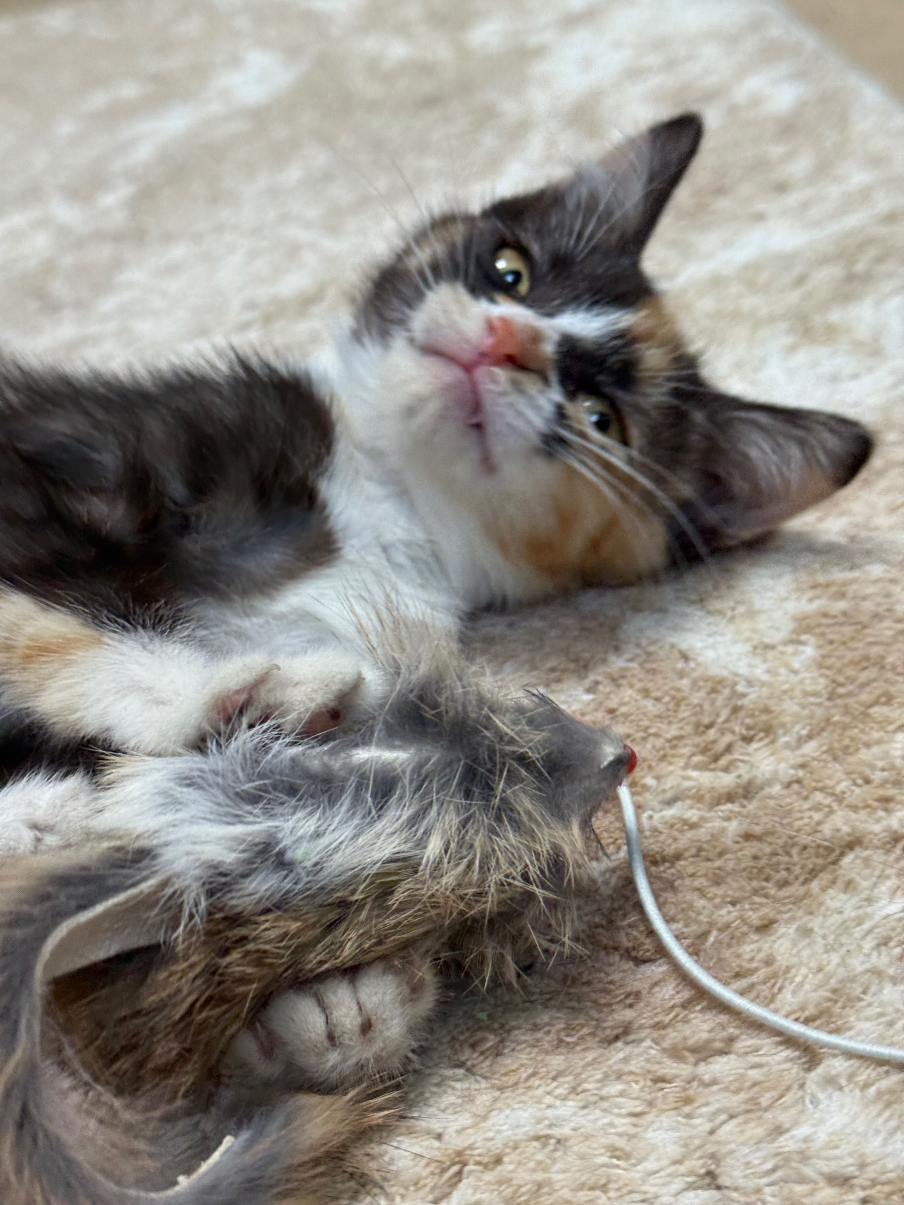 Котенок в добрые руки