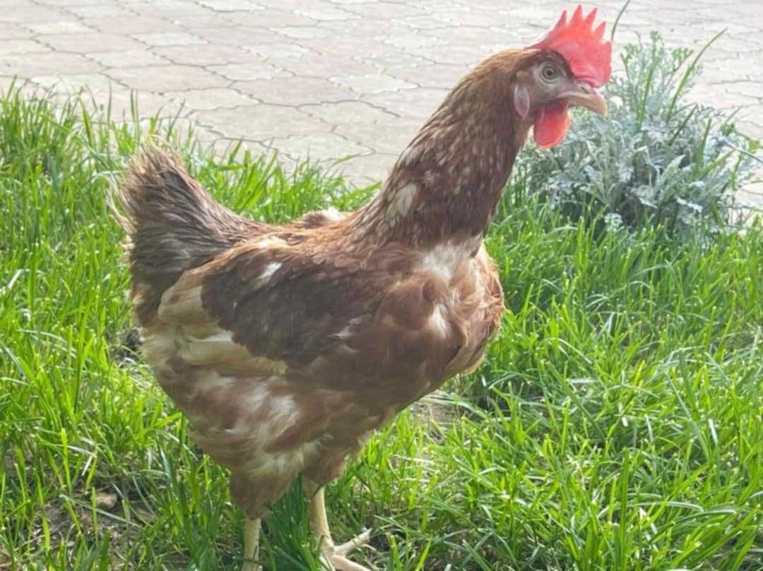 Gaini ouatoare tinere vârstă 10 luni !!