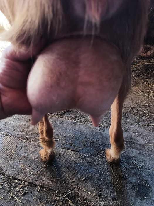 Capre si Iezi de vânzare