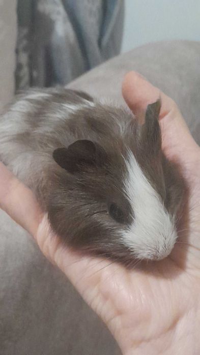 Морско свинче с къшта