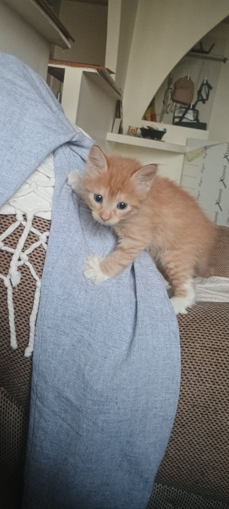 Pisici mici draguti