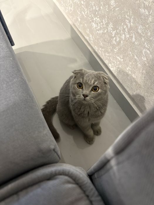 Scotish fold toza zotli sotiladi