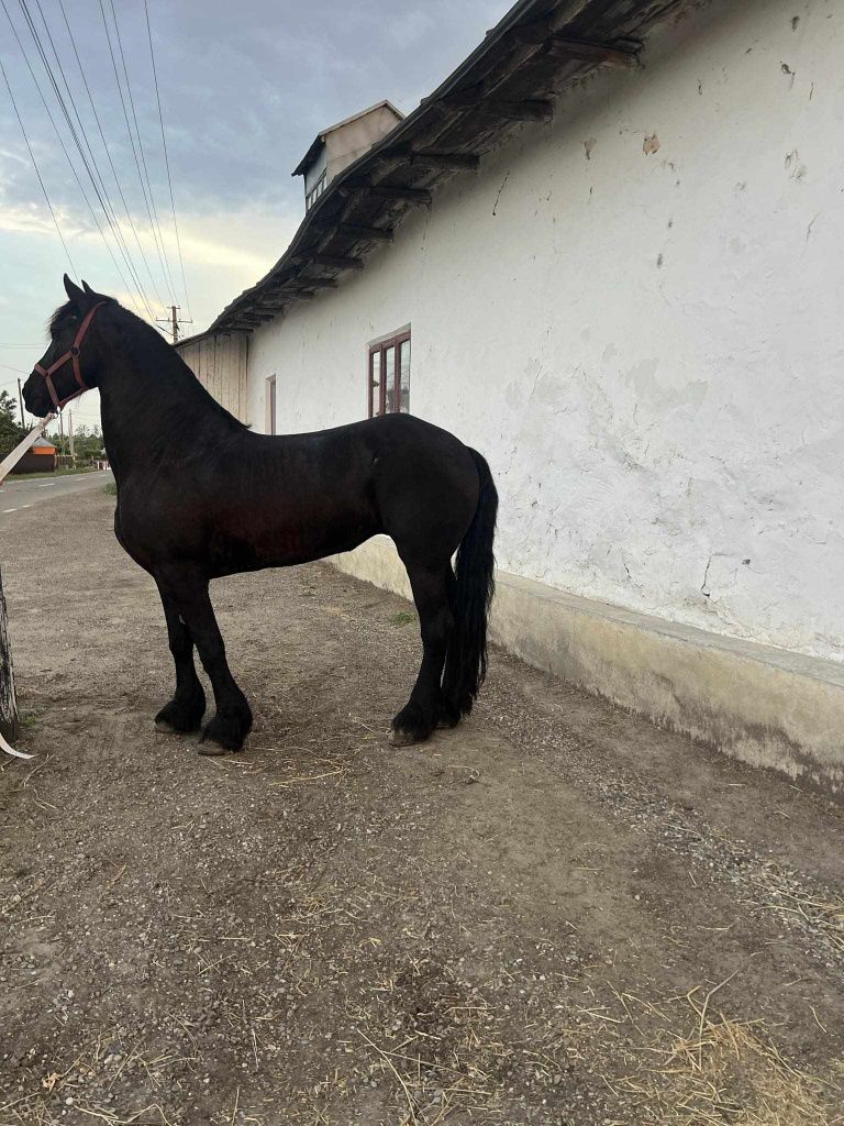 Iapă friziana foarte cuminte