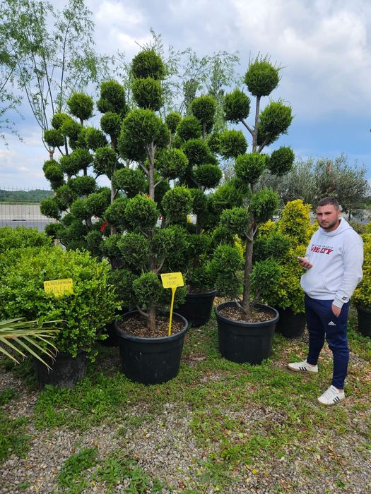 Vând pom pon bonsai