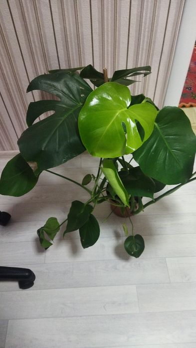 Комнатные цветы продам