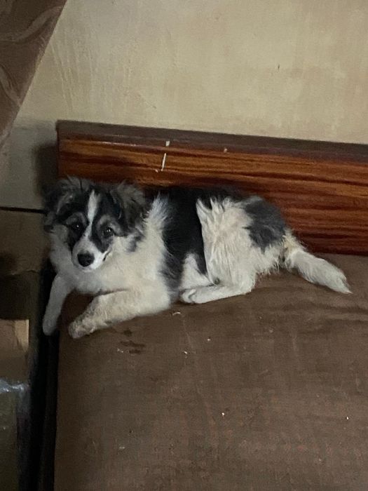 Ищем дом для мальчика