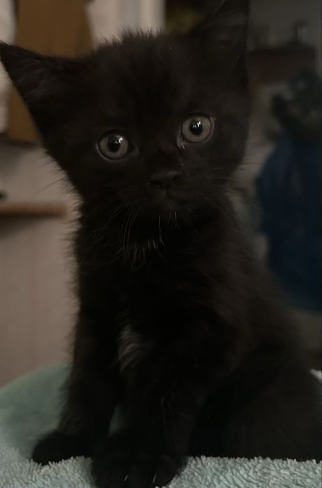 Отдам котят бесплатно