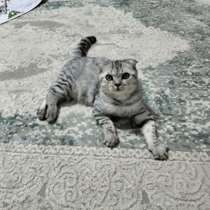 Котёнок вислоухий, возраст 6 месяцев