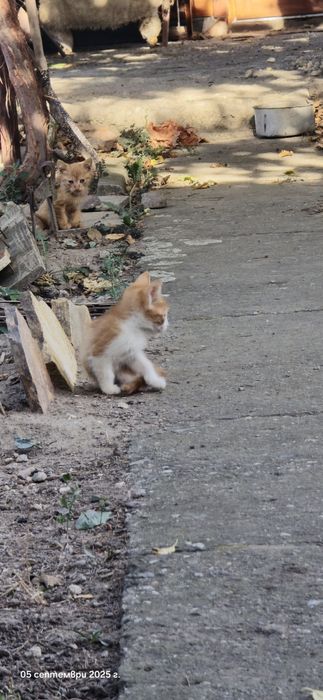 Котенца търсят дом