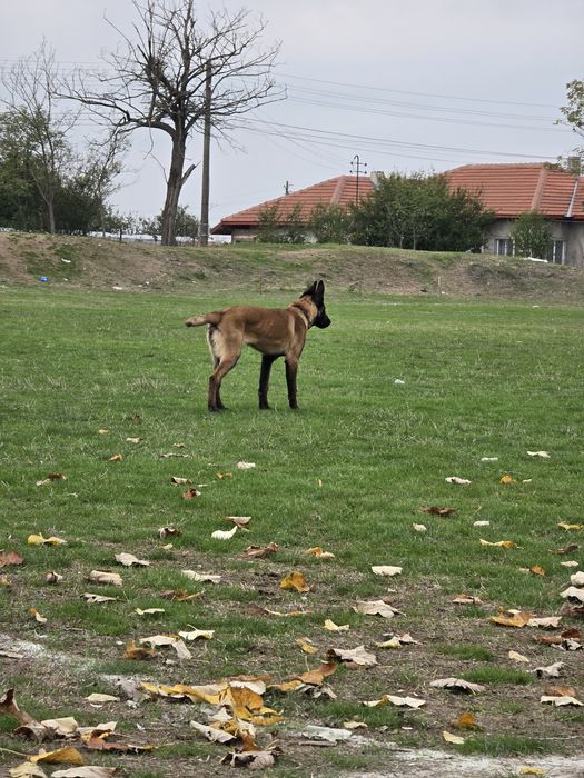 Продавам Белгийска овчарка на 7 месеча