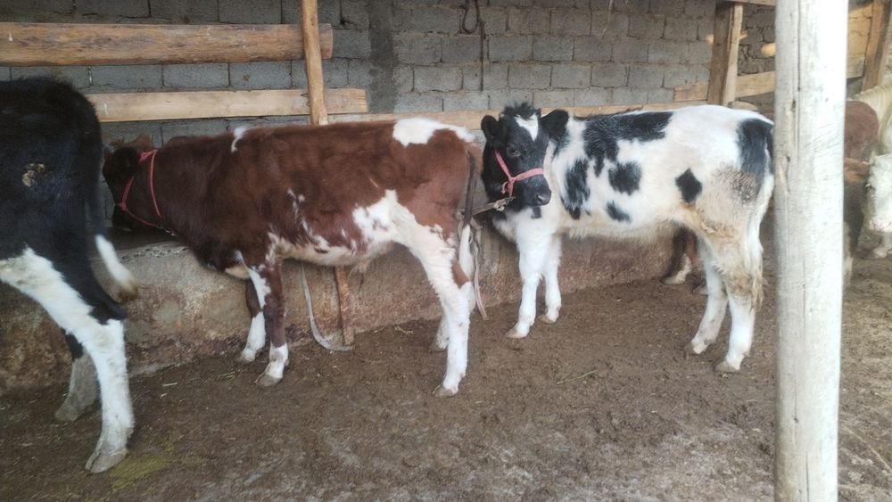 2 жасар құнажын 7 айлық бұқа