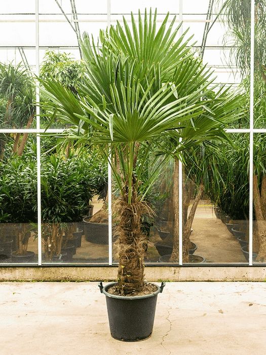 Palmieri rezistenți la ger , vand plante ornamentale exotice